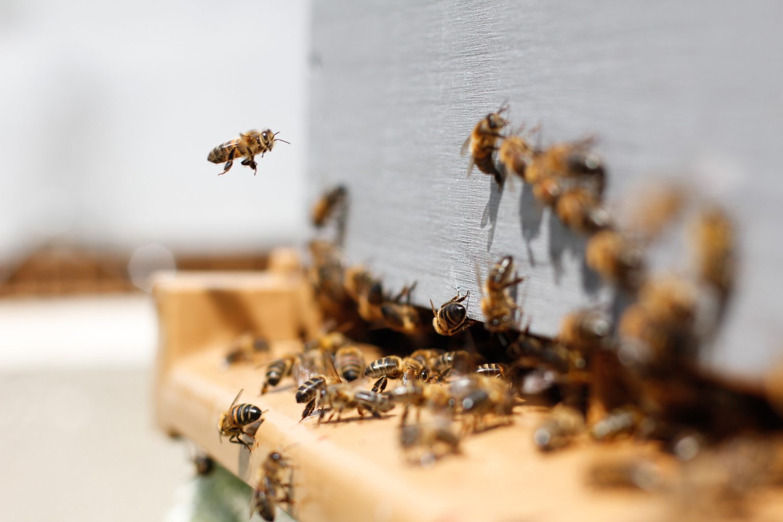 bee-1536x1024